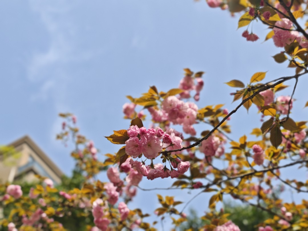 Featured image of post 创斯达克都出来了