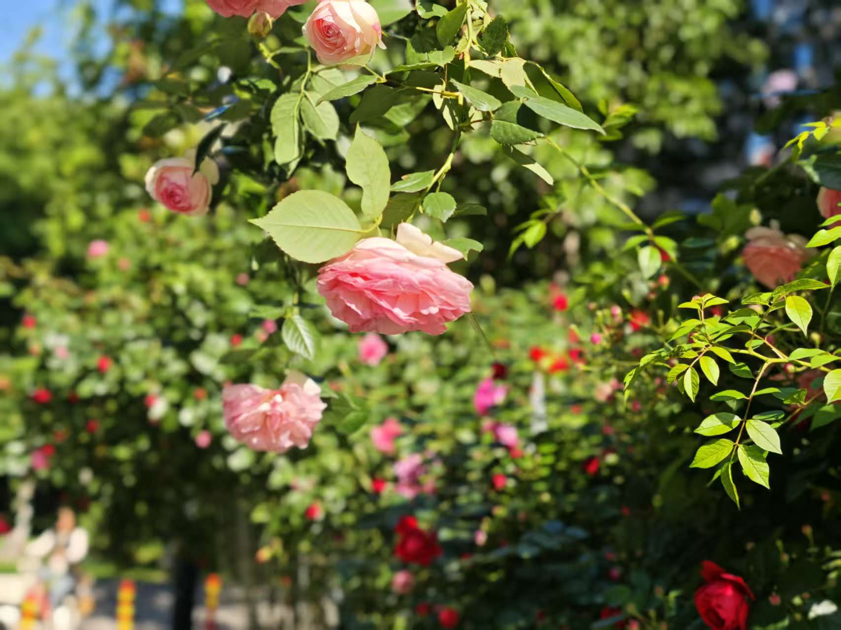 Featured image of post 向新高发起冲锋
